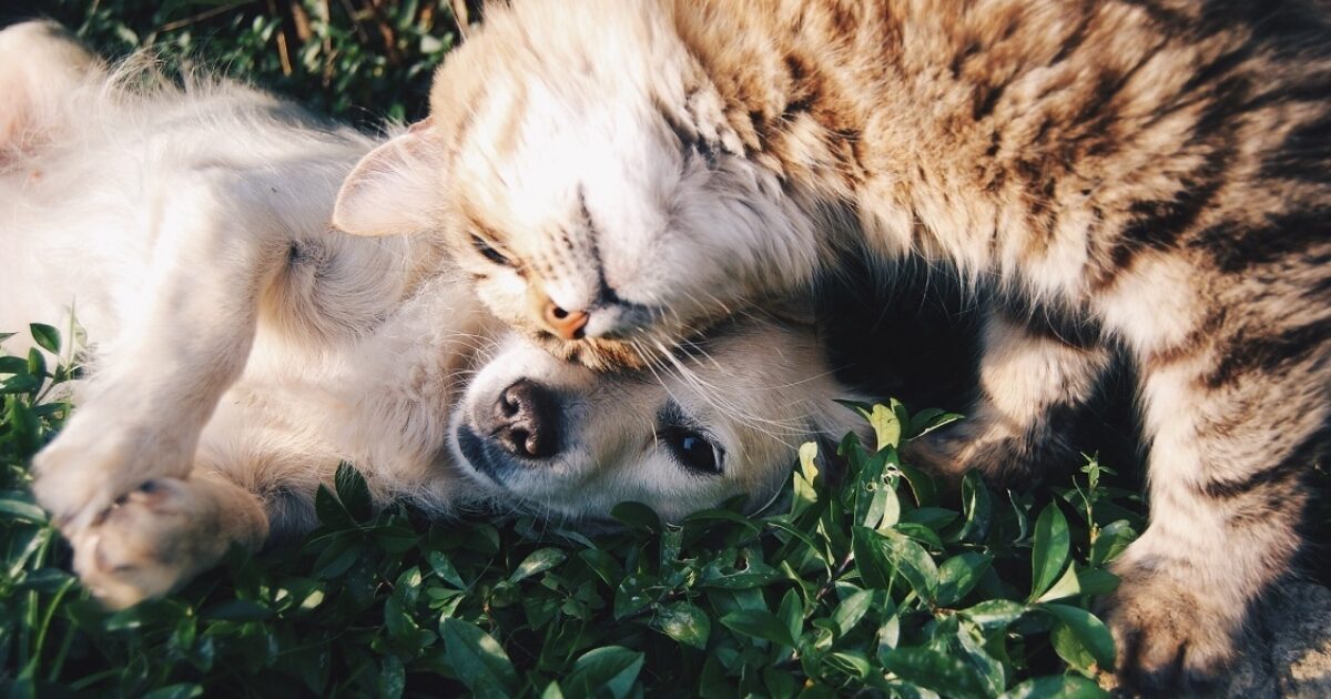 Grant's dog hotsell and cat repellent