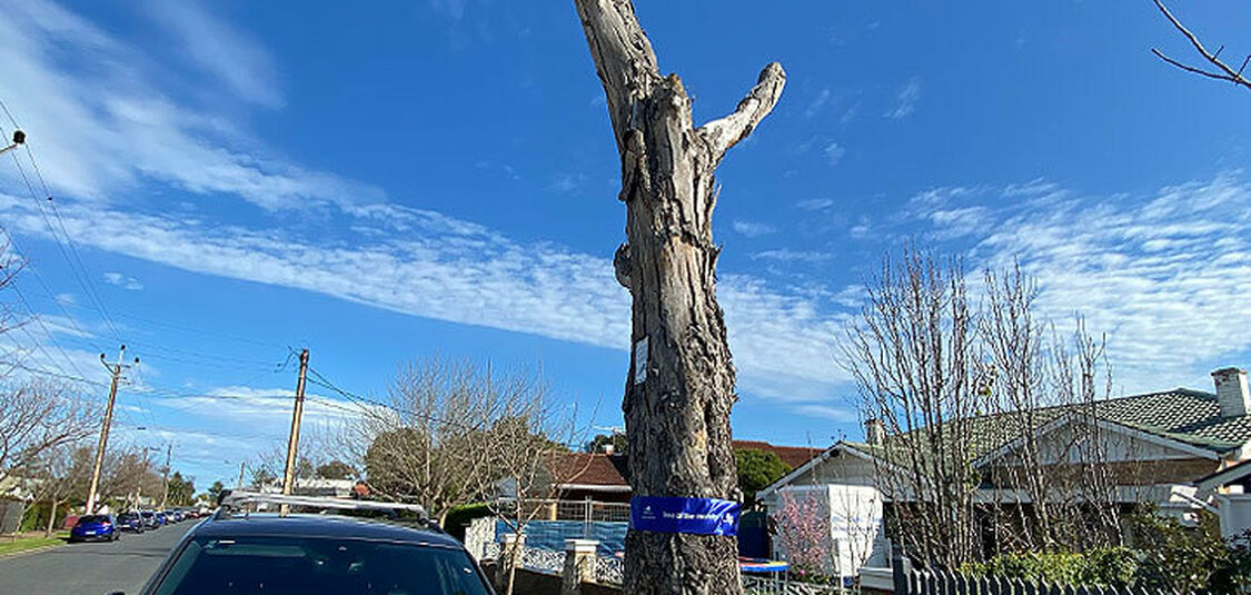 Unique habitat tree honoured as our Tree of the Month City of